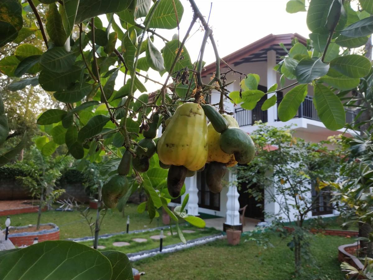 Sigiriya Cashew Palace Resort Daganapothaha Bagian luar foto