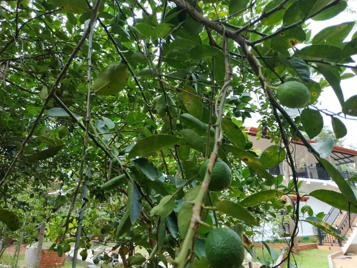 Sigiriya Cashew Palace Resort Daganapothaha Bagian luar foto