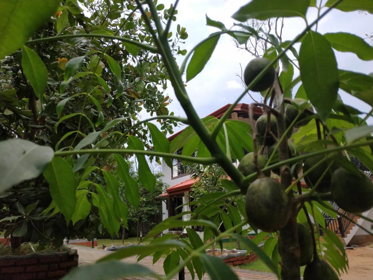 Sigiriya Cashew Palace Resort Daganapothaha Bagian luar foto